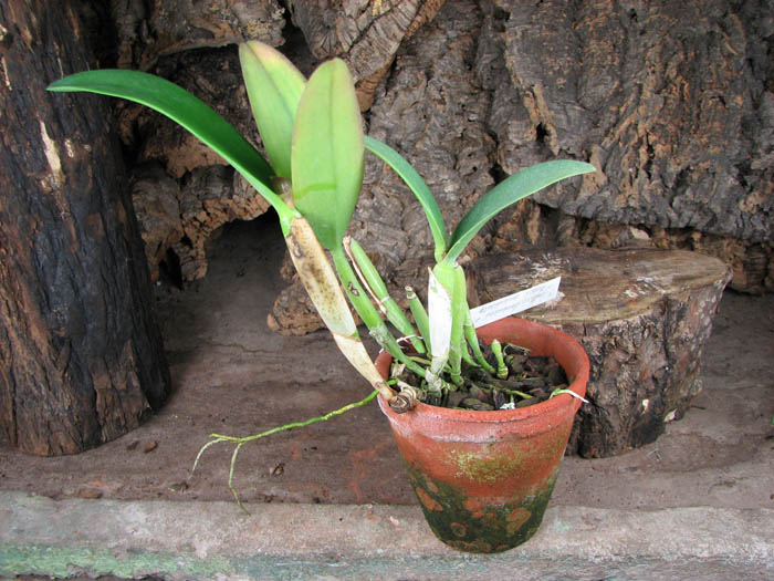 Cattleya luteos forbesii x Brassavola cucullata.jpg