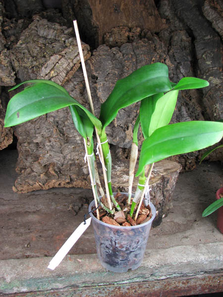 Sophrolaeliocattleya Tutankamen 'Pop'.jpg