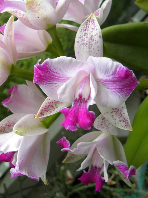 C.Monte Elegante''Sinpu'' з Yih-Cheng Orchids