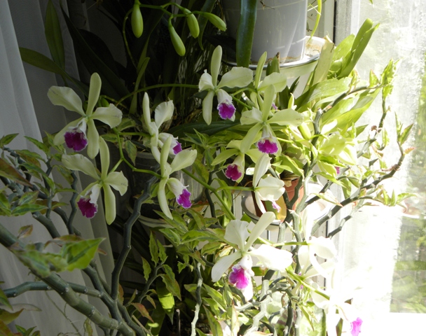 Catyclia (or Epicattleya) El Hatillo 'Santa Maria'