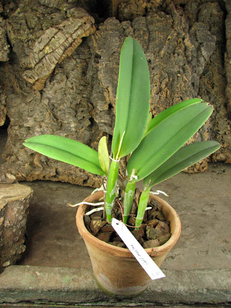 Cattleya maxima.jpg