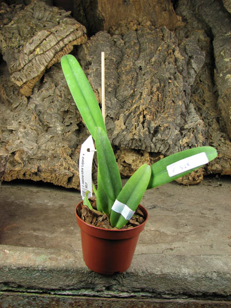 Cattleya maxima rubra 'Lojana' x SELF.jpg
