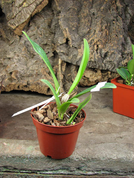 Cattleya maxima (Z-521) x Cattleya maxima rubra (Z-456).jpg