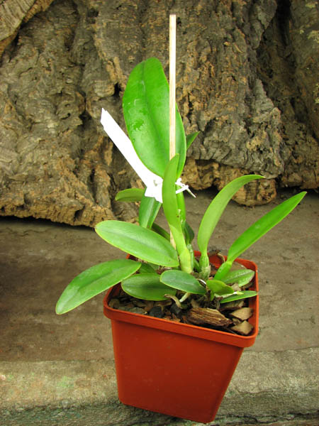 Cattleya maxima rubra 'Peruana' x SELF.jpg