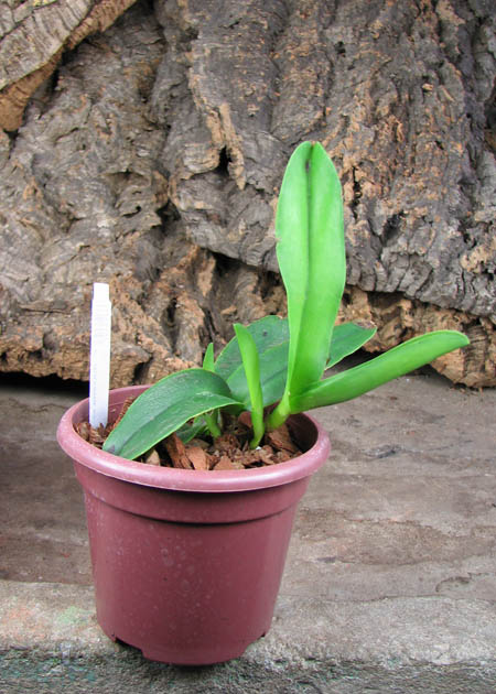 Cattleya maxima semi alba.jpg