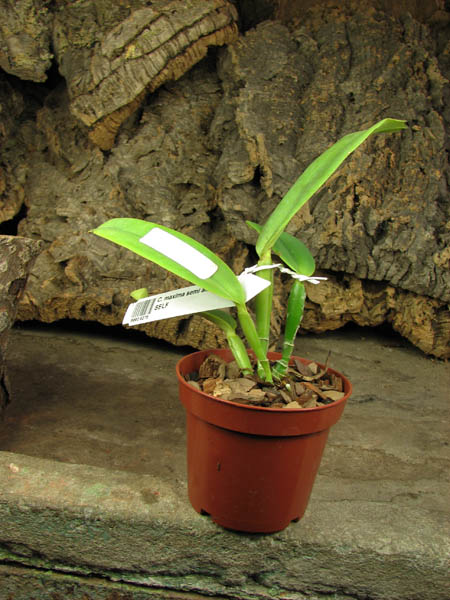 Cattleya maxima semi alba 'AWZ' x SELF.jpg