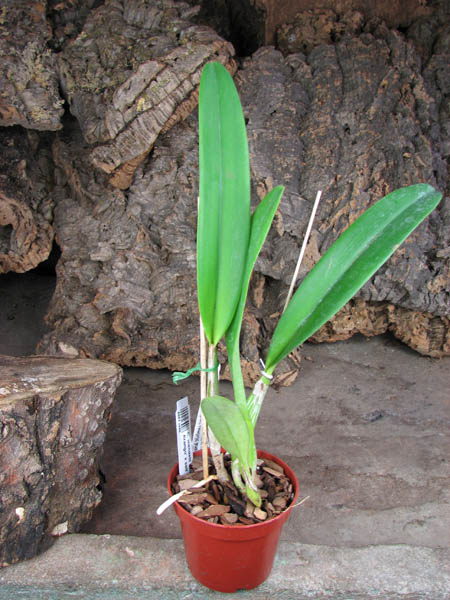 Cattleya mendelii semi-alba 'Carlos Arango' x self.jpg