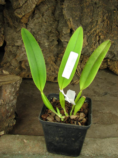 Cattleya mendelli concolor 'Bucaramanga' x SELF.jpg