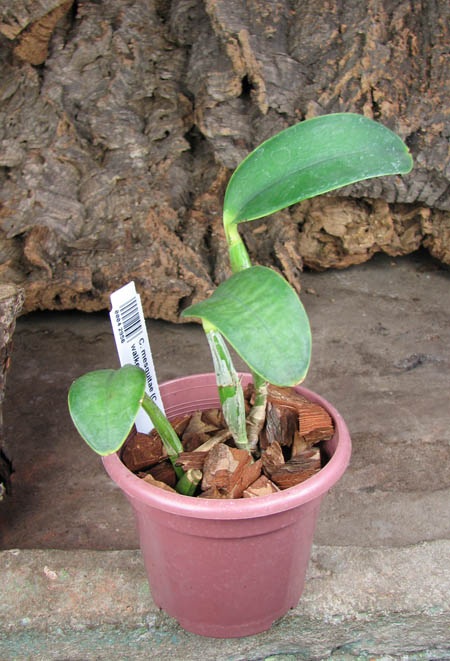 Cattleya mesquitae.jpg