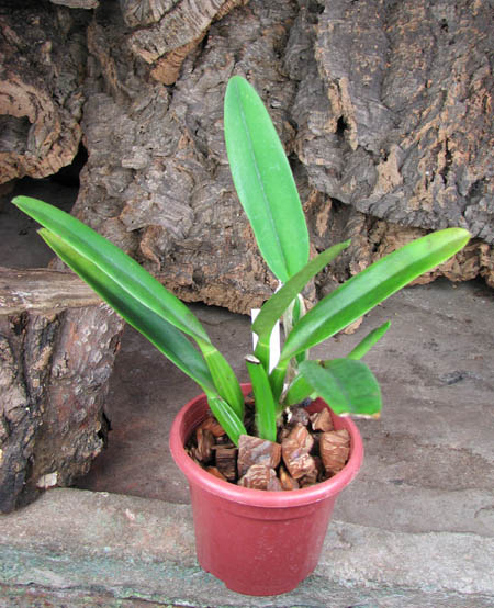 Cattleya mossiae.jpg