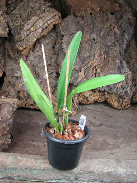 Cattleya mossiae var coerulea.jpg