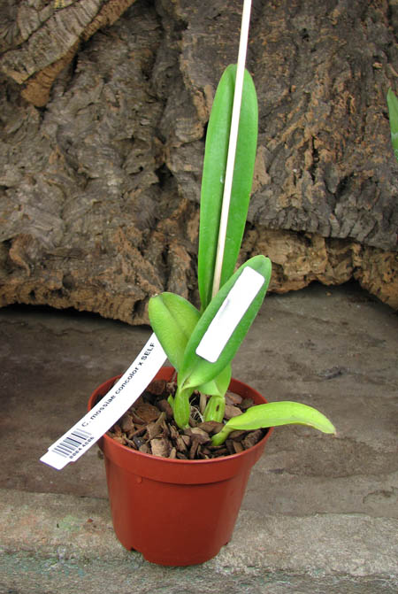 Cattleya mossiae concolor x SELF.jpg