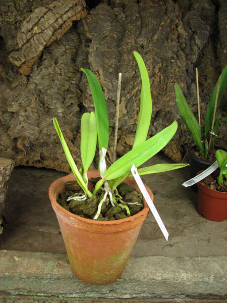 Cattleya mossiae semi alba 'Aurora' x mossiae semi alba reneckiana 'Alayon'.jpg