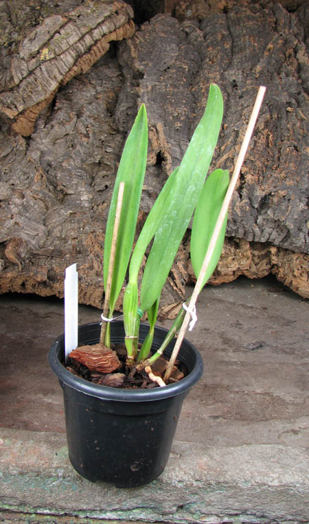 Cattleya mossiae sa 'Young's Variety' x Cattleya mossiae sa 'Blanca'.jpg