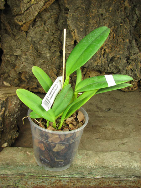 Cattleya mossiae alba 'Irene' x Cattleya mossiae alba 'Orosco'.jpg