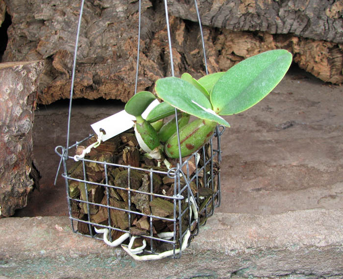 Cattleya nobilior tipo 'Rafael Wenzel' x Cattleya nobilior tipo 'Luciana'.jpg