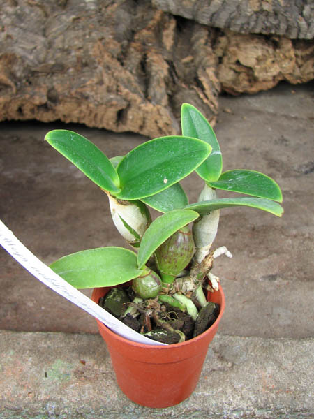 Cattleya nobilior amalie.jpg