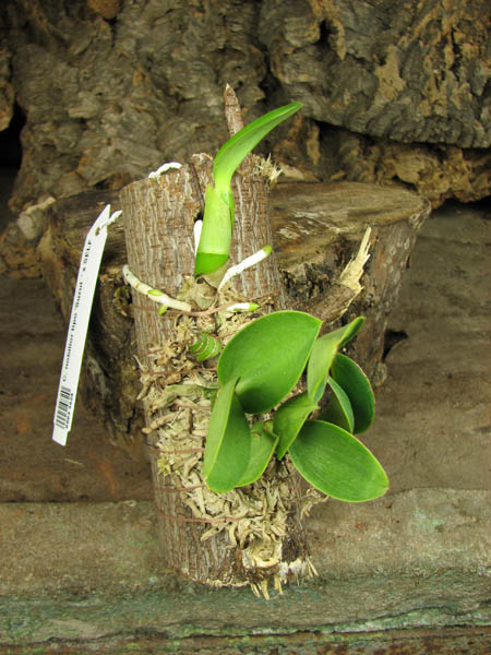 Cattleya nobilior tipo 'Suzuki' x SELF.jpg