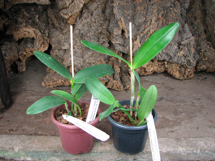 Cattleya Orchidom Brabant 'Flamingo's Child' x Cattleya Caudebec 'Breckinridge'.jpg