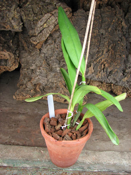 Cattleya Penny Kuroda x Laeliocattleya Amber Penny.jpg