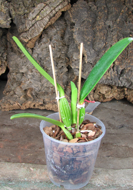 Cattleya percivaliana carnea x SELF.jpg