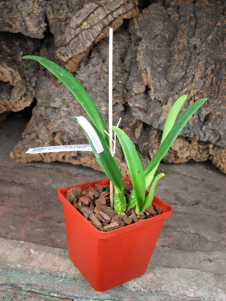Cattleya percivaliana semi alba 'Altamira' (11-6) x SELF.jpg