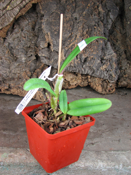 Cattleya percivaliana tipo 'Remolacha' (19-6) x SELF.jpg