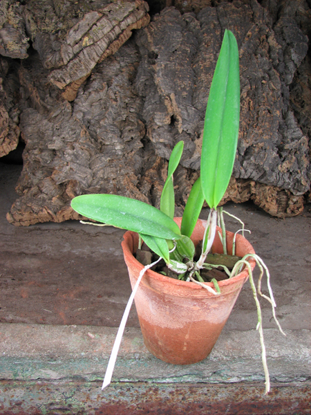 Cattleya percivaliana semi alba 'Altamira' (11-6) x percivaliana semi alba 'Carache' (06-6).jpg