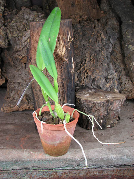 Cattleya percivaliana 'Alberts' (original) (02-6) x Cattleya percivaliana.jpg