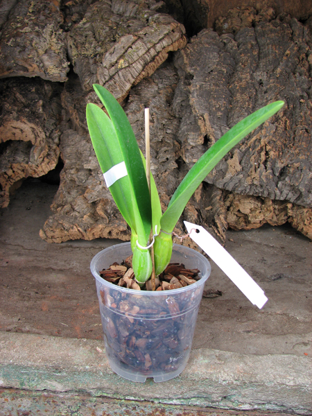 Cattleya percivaliana tipo XXX x Cattleya percivaliana 'Summit - Mutante'.jpg