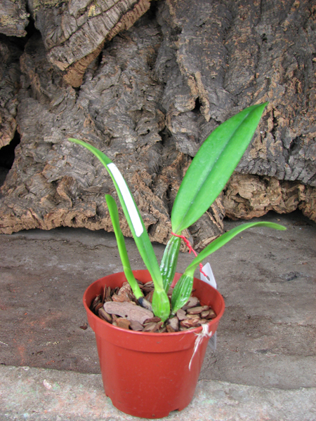 Cattleya percivaliana rosa 'Castro' (quase semi alba) x SELF.jpg