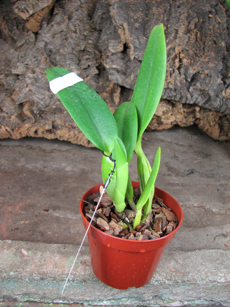 Cattleya percivaliana tipo 'Kawasaki' x Cattleya percivaliana 'Seleção'.jpg