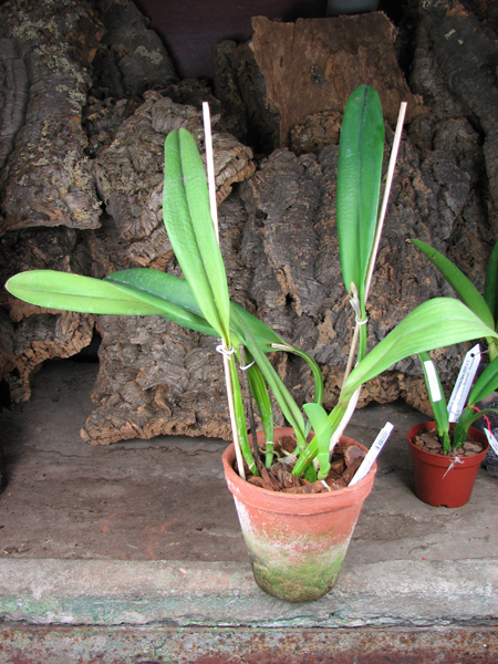 Cattleya President Kennedy (Cattleya Bow Bells x Cattleya Mademoiselle Louise Pauwels).jpg
