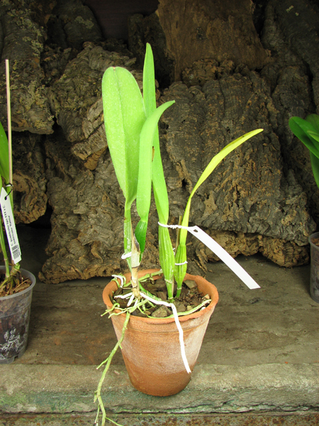Cattleya quadricolor alba x Cattleya quadricolor suavissima.jpg