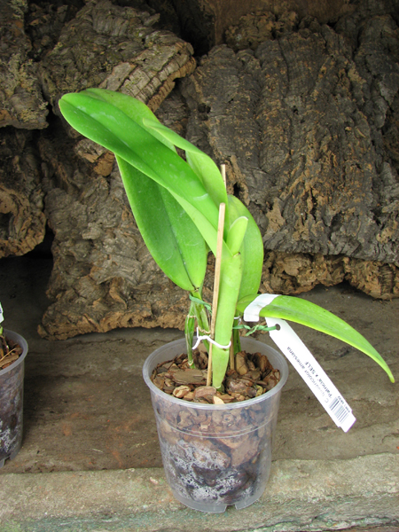 Cattleya quadricolor amesiana 'Patricia' x SELF.jpg