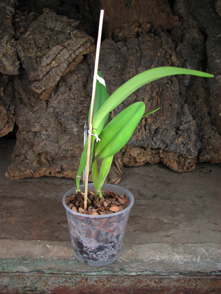 Cattleya quadricolor tipo XXX x Cattleya quadricolor 'Rainha'.jpg