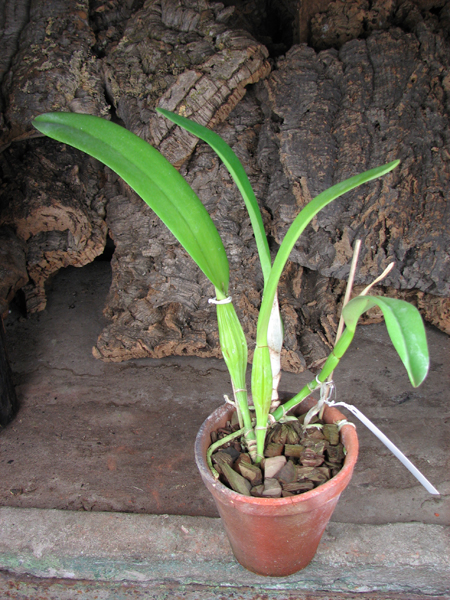 Cattleya quadricolor semi alba x Cattleya quadricolor semi alba 'Pompeu'.jpg