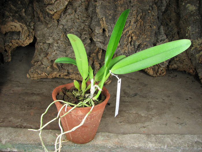 Cattleya quadricolor 'Pedra Azul' XXX x quadricolor 'Pinta Labios'.jpg