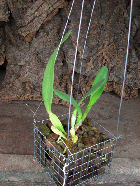 Cattleya rex x SELF.jpg