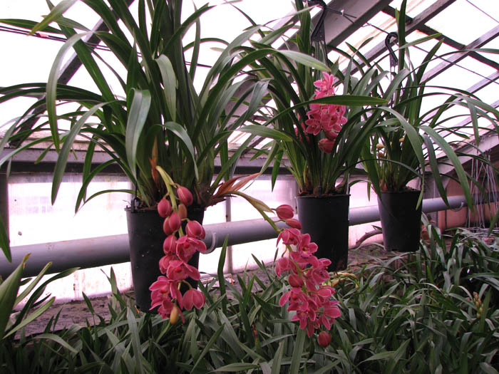 Cymbidium Ruby Eyes 'Red Baron'.jpg