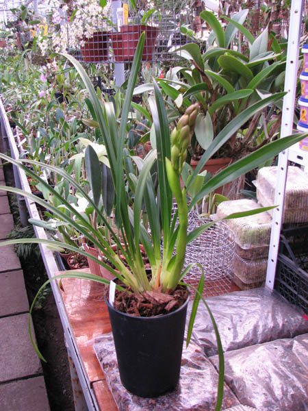 Cymbidium Lovely Smile 'Angel'.jpg