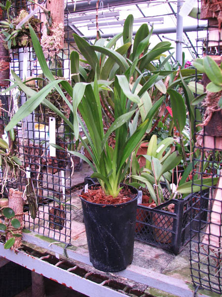 Cymbidium Kiwi Midnight.jpg