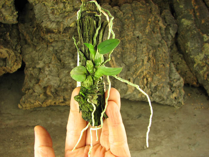 Sophronitis cernua var mineira.jpg