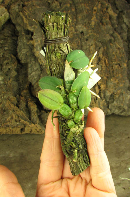 Sophronitis alagoenses.jpg