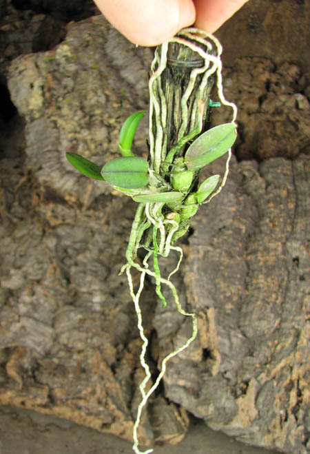 Sophronitis cernua.jpg