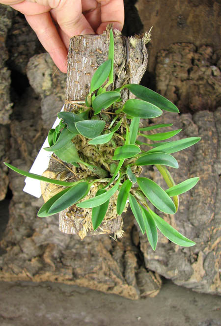 Sophronitis coccinea.jpg