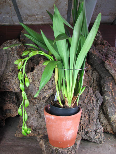 Cymbidium Pearl Dawson 'Procyon'.jpg