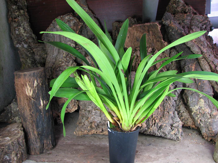 Cymbidium 'Vogel's Magic'.jpg