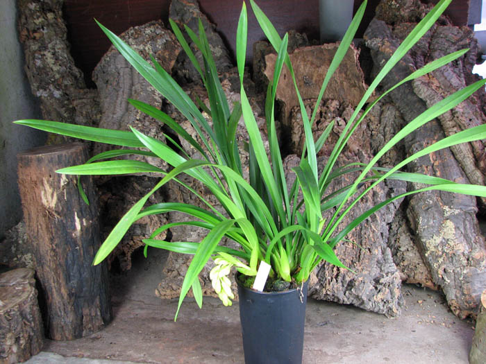 Cymbidium Sarah Jean 'Ice Cascade'.JPG