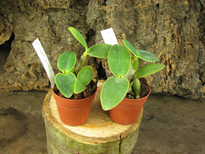 Cattleya nobilior amalie.jpg